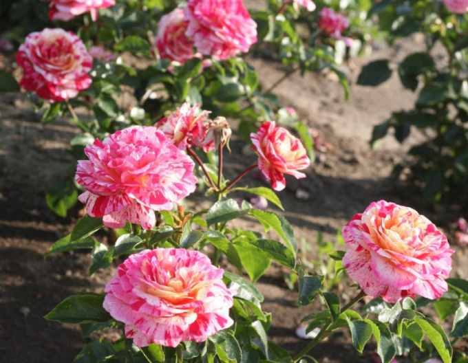 Ruža ´Abracadabra´