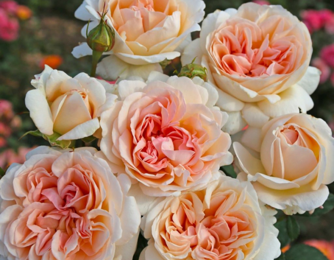 Ruža ´Grossherzogin Luise´