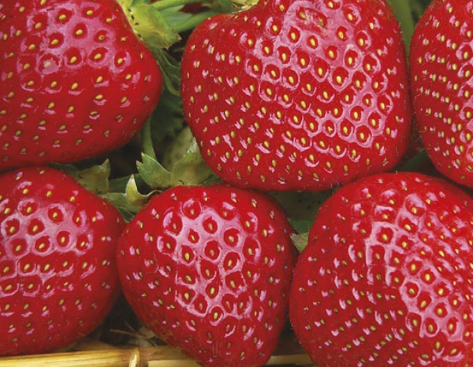 Jahoda ´Malwina´ neskorá