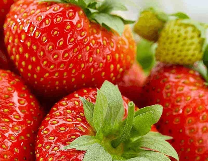 Jahoda ´Aromas´ stálorodiaca odroda