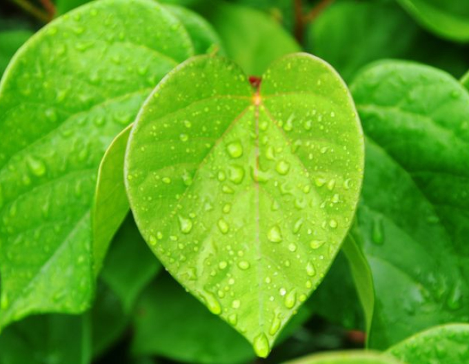 Judášovec čínsky ´Avondale´