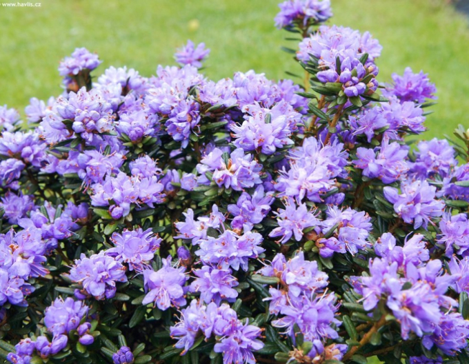 Rododendrón ´Purple Pillow´