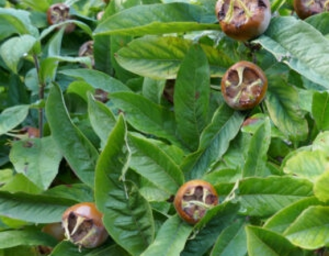 Mišpuľa ´Nottingham´, podp. Dula, voľnok.