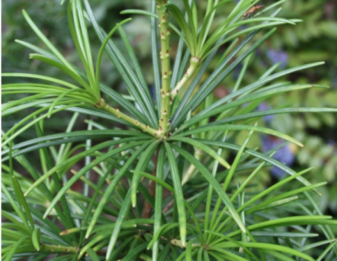 Dáždnikovec praslenovitý  100/125cm