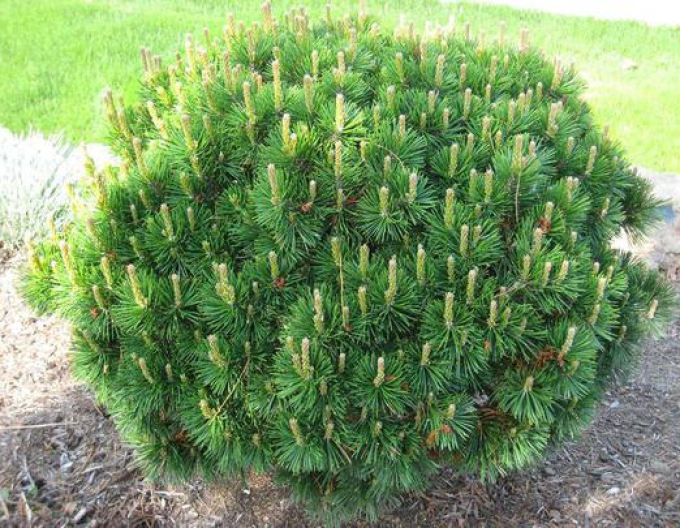Borovica horská ´Pumilio´