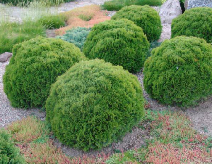 Tuja západná ´Danica´