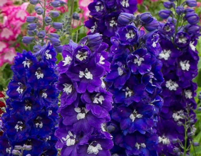 Stračonôžka vysoká ´Dark Blue Black Bee´