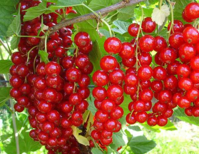 Ríbezľa červená ´Detvan´ stromčeková, kont. 2l