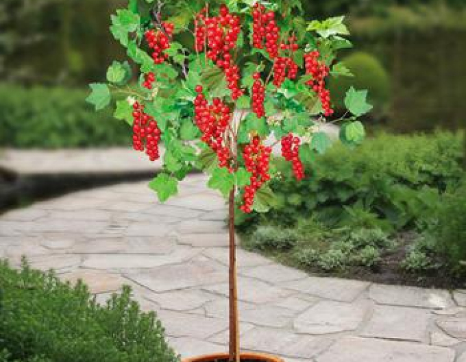 Ríbezľa červená ´Detvan´ stromčeková, kont. 2l