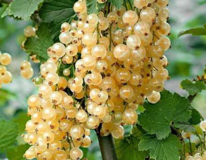 Ríbezľa biela ´Primus´ KER