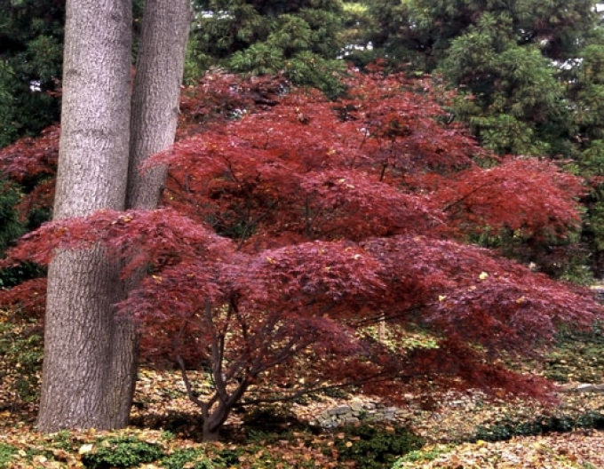 Javor dlaňovitolistý ´Inaba Shidare´´