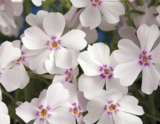 Flox šidlolistý ´Amazing Grace White with Eye´