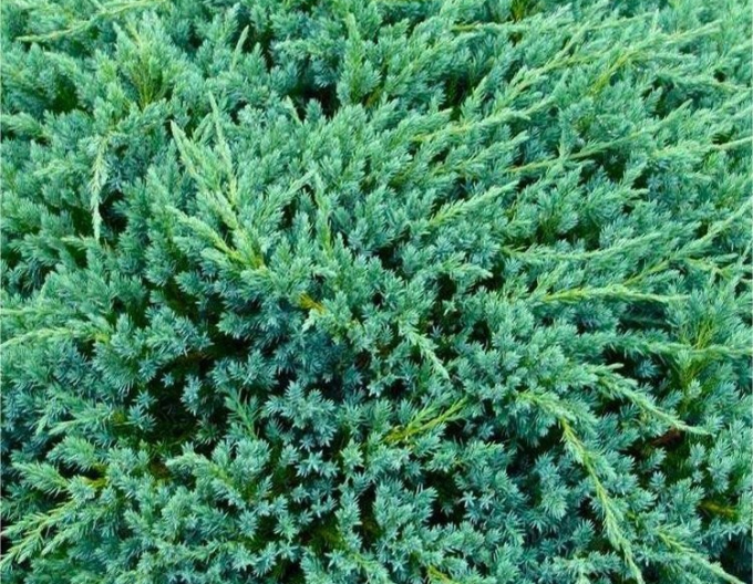 Borievka šupinatá ´Blue Carpet´