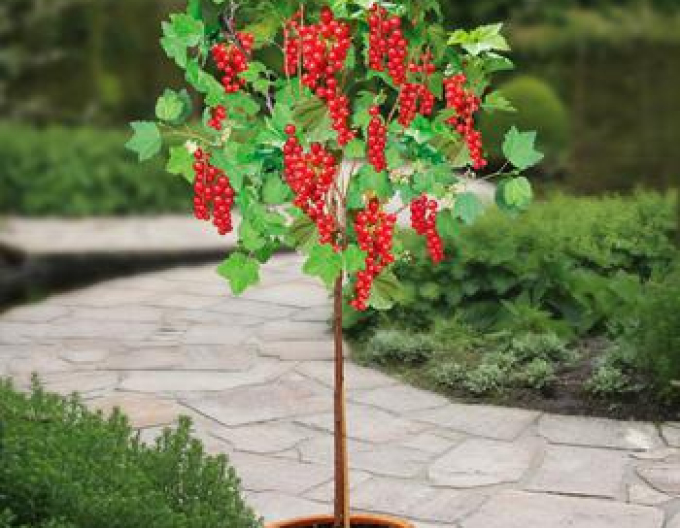 Ríbezľa červená "Jonkheer Van Tets" STROMČEKOVÁ, kont.2l