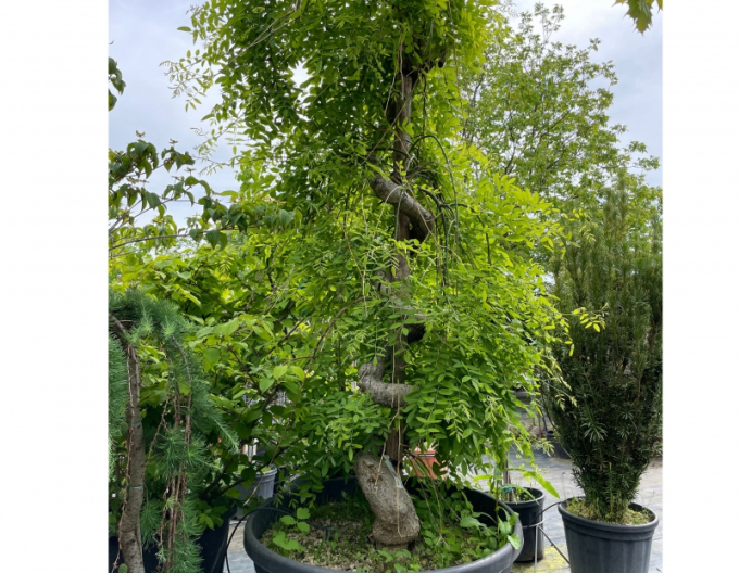 Sofora japonská ´Pendula´