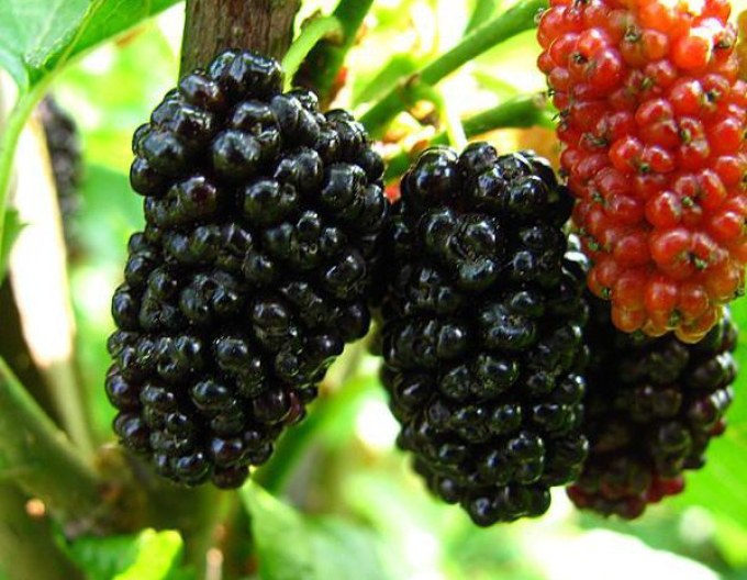 Moruša previslá  (čierne plody) 190cm