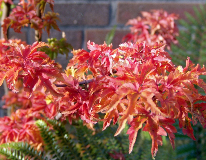 Javor  dlaňovitolistý ´Shishigashira´