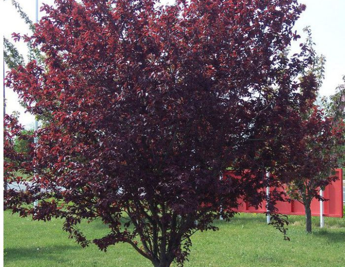 Slivka čerešňoplodá