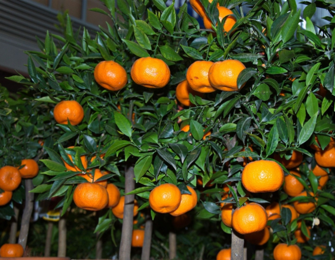 Citrónovník mandarínkový ´Mandarino´