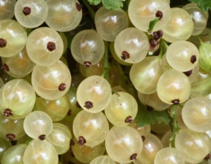 Ríbezľa biela ´Blanka’ Stromčeková 2l