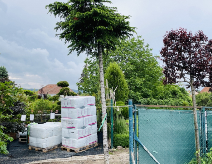 Céder libanonský na kmienku