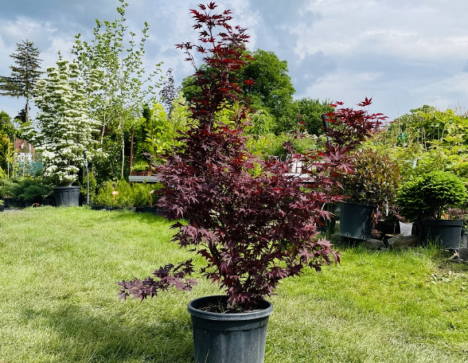 Javor  dlaňovitolistý ´Bloodgood´