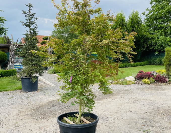 Javor  dlaňovitolistý ´Katsura´