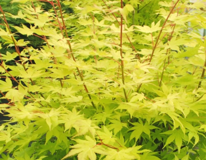 Javor dlaňovitolistý ´Summer Gold´