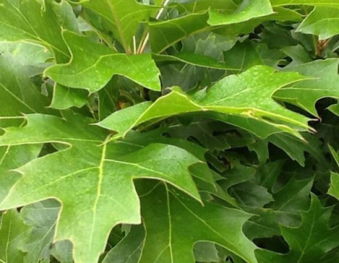 Dub močiarny ´Green Dwarf´ Ball