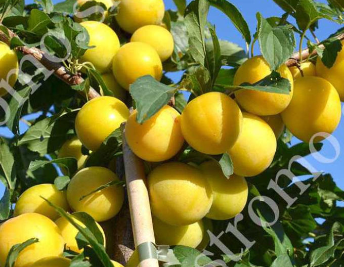 Slivka sibírska ´ GEK´