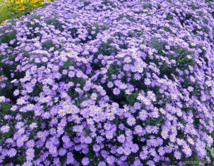 Astra ´Prof. Anton Kippenberg’´