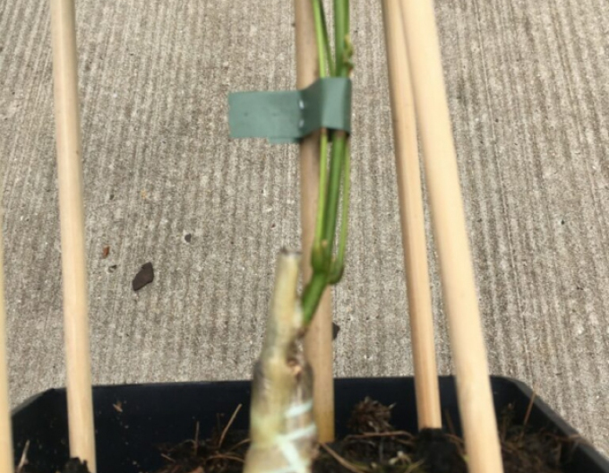 Štepárska gumička 160x4,5mm