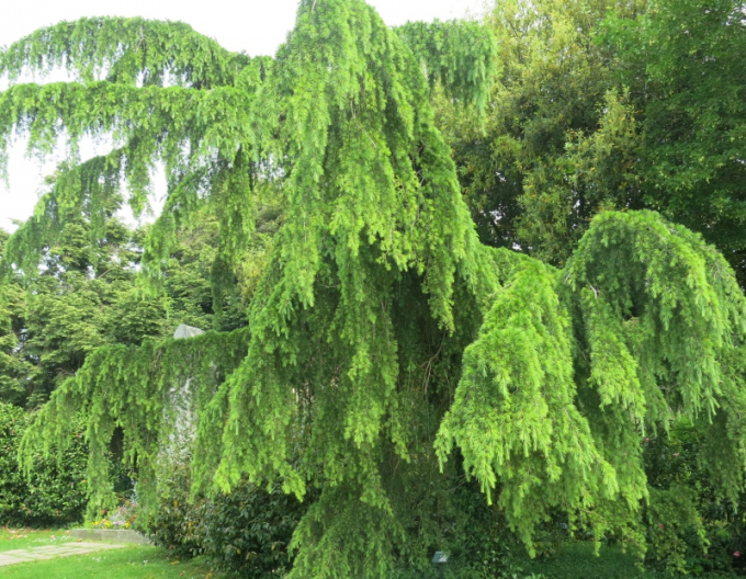 Céder himalájsky ´Pendula´