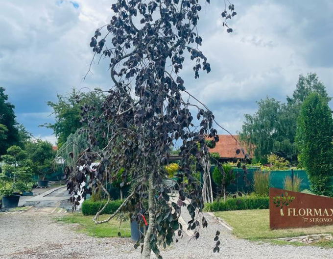 Buk lesný "Purple Fontaine"